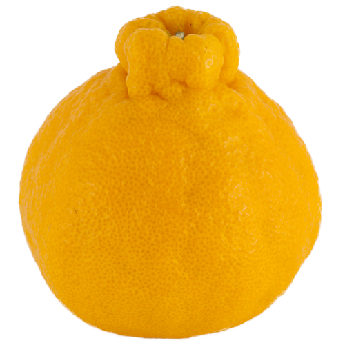 Dekopon(sumo mandarin)