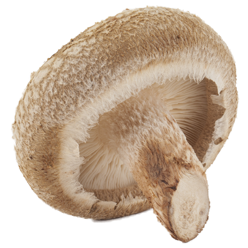 Shiitake Mushrooms