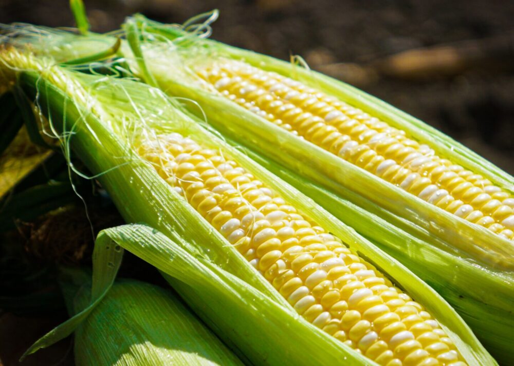 corn