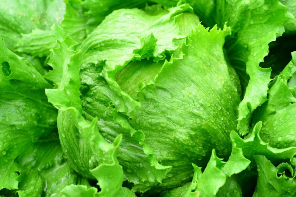 lettuce