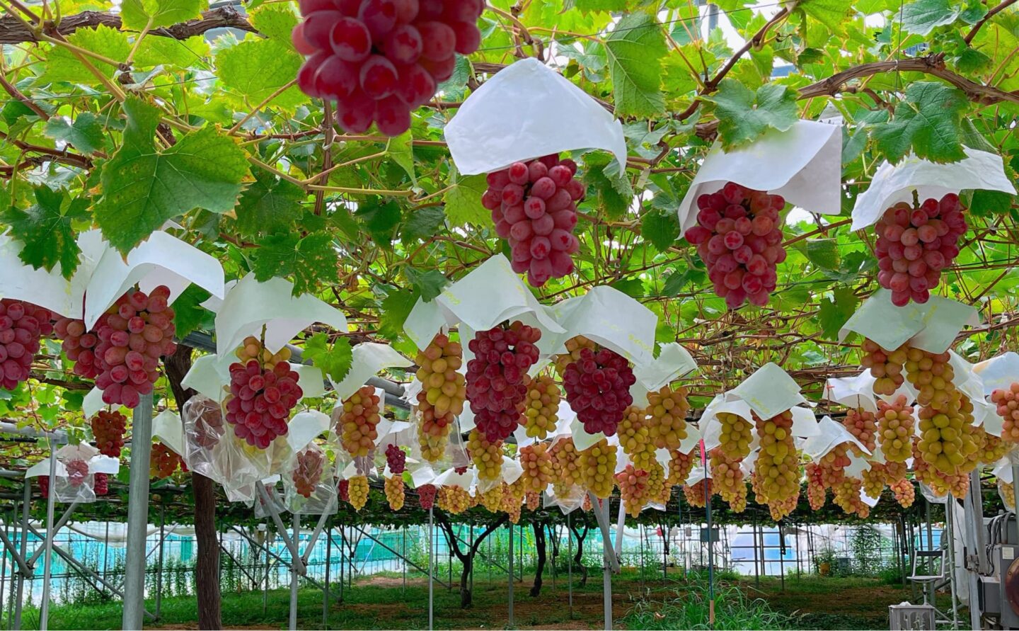 飯塚果樹園のぶどう 長野県上田市 - サン・フレッシュ グループ Sun